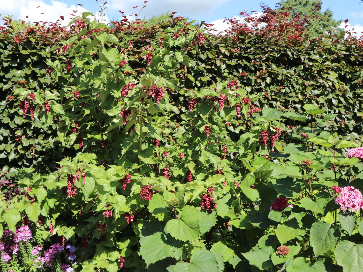 Schöne Leycesterie / Karamellbeere - Leycesteria formosa