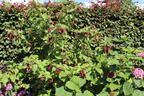 Schöne Leycesterie / Karamellbeere - Leycesteria formosa