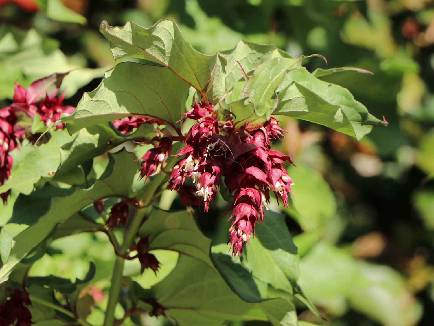 Schöne Leycesterie / Karamellbeere - Leycesteria formosa