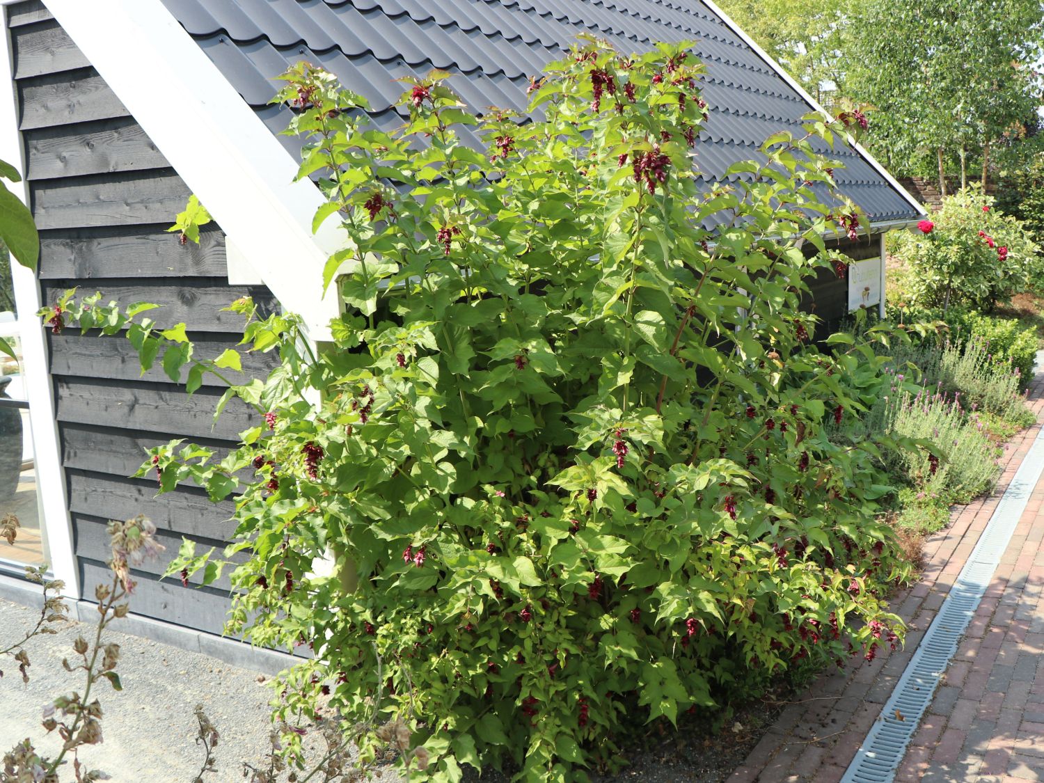 Schöne Leycesterie / Karamellbeere - Leycesteria formosa
