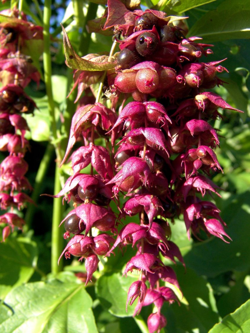 Schöne Leycesterie / Karamellbeere - Leycesteria formosa
