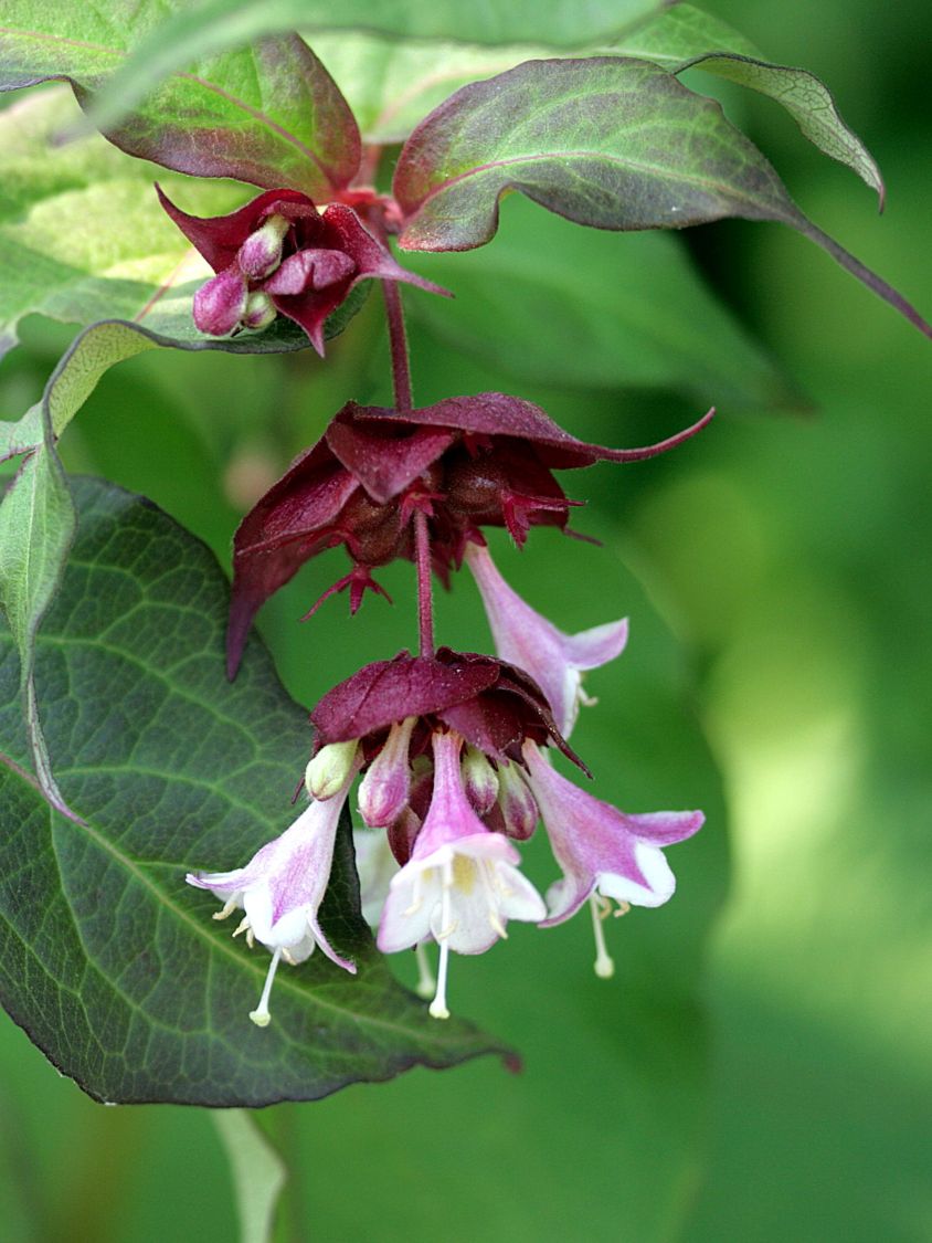 Schöne Leycesterie / Karamellbeere - Leycesteria formosa