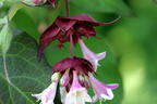 Schöne Leycesterie / Karamellbeere - Leycesteria formosa