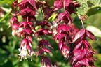 Schöne Leycesterie / Karamellbeere - Leycesteria formosa