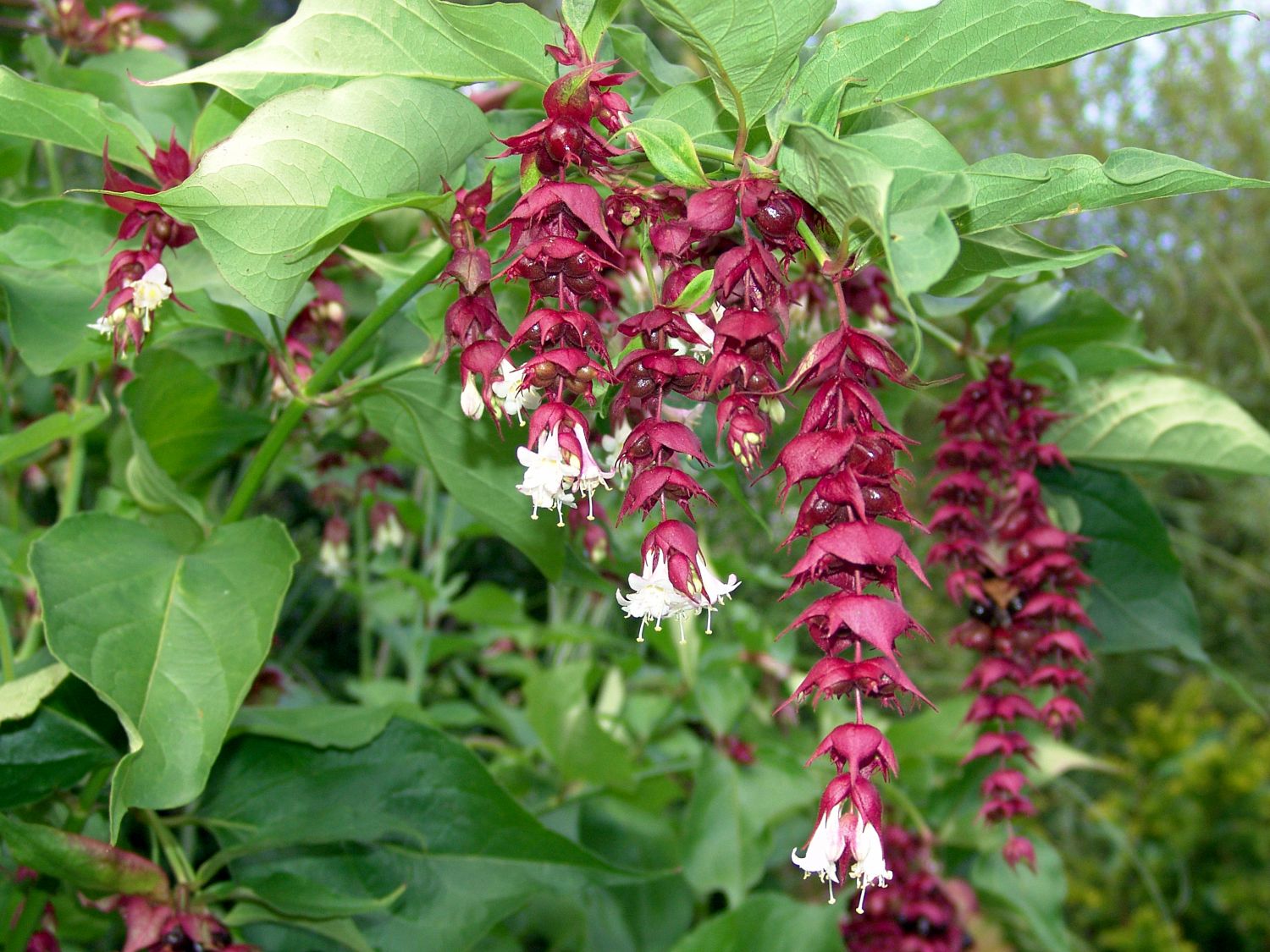 Leycesterien (Leycesteria)