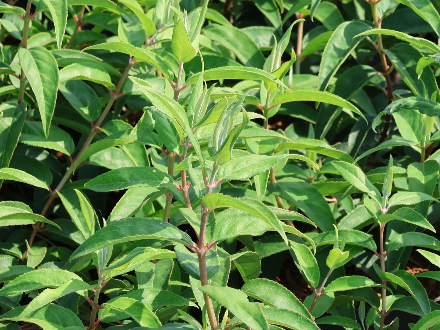 Schöner Sternchenstrauch