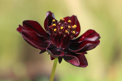 Schokoladen-Kosmee - Cosmos atrosanguineus