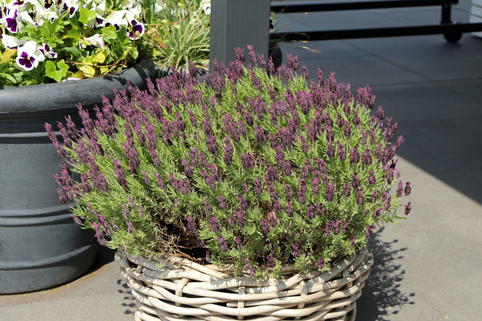 Schopf-Lavendel 'Anouk' / 'Dark Purple' - Lavandula stoechas 'Anouk' / 'Dark Purple'