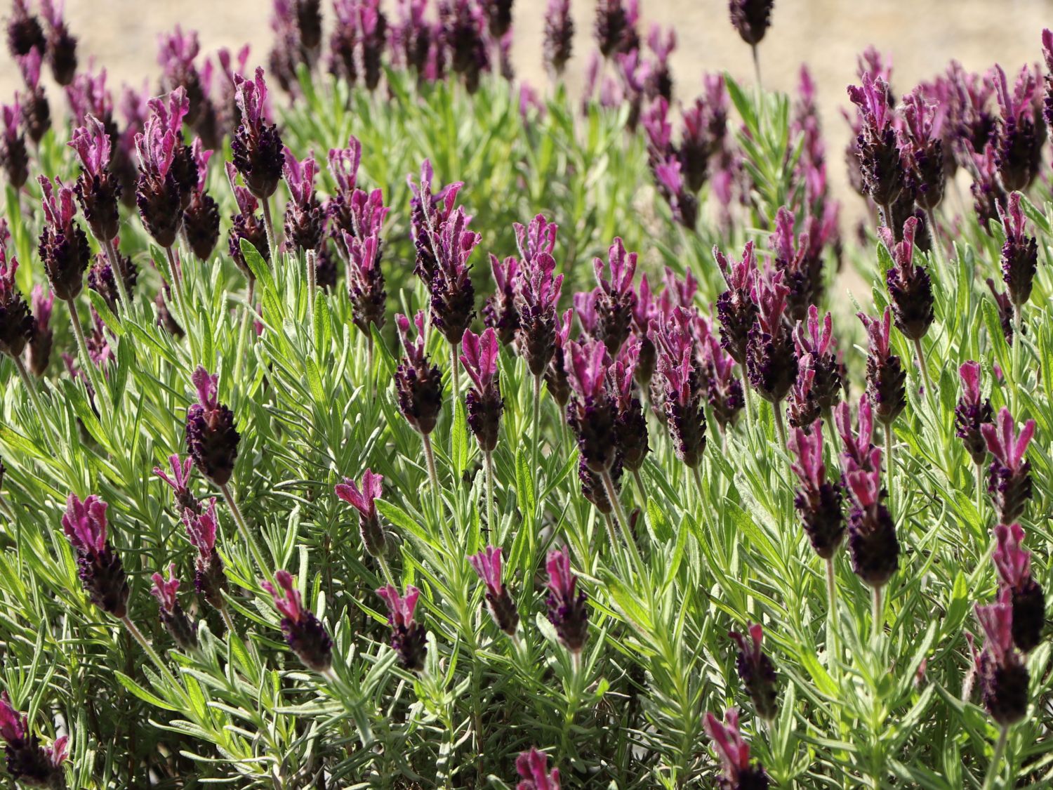 Schopf-Lavendel 'Anouk' / 'Dark Purple' - Lavandula stoechas 'Anouk' / 'Dark Purple'