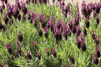 Schopf-Lavendel 'Anouk' / 'Dark Purple' - Lavandula stoechas 'Anouk' / 'Dark Purple'