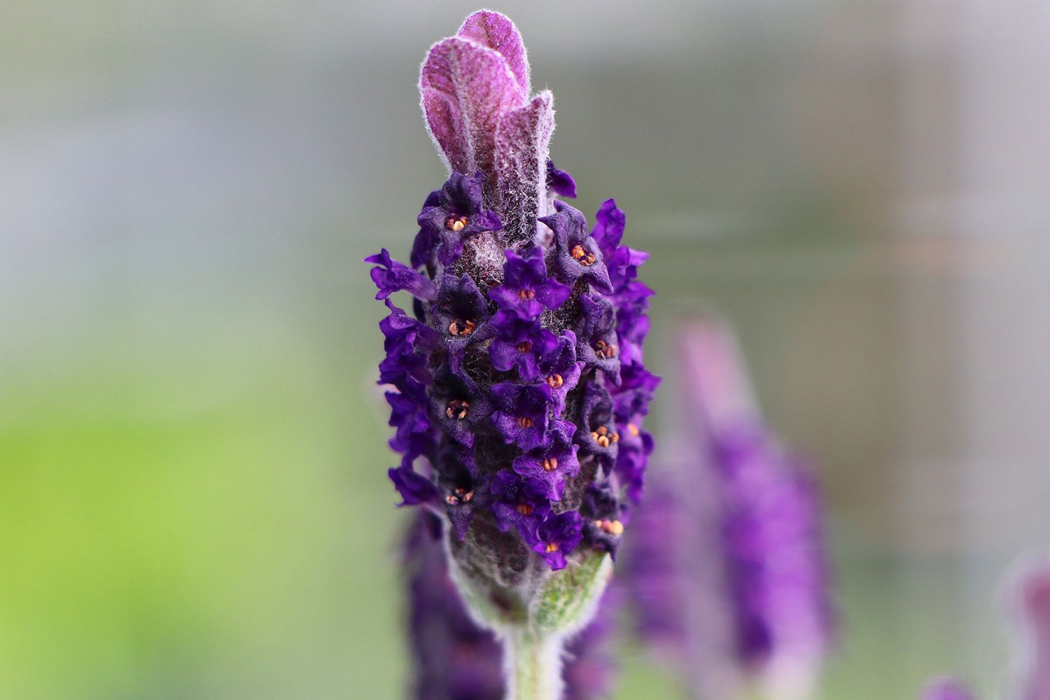 Schopf-Lavendel 'Anouk' / 'Dark Purple' - Lavandula stoechas 'Anouk' / 'Dark Purple'