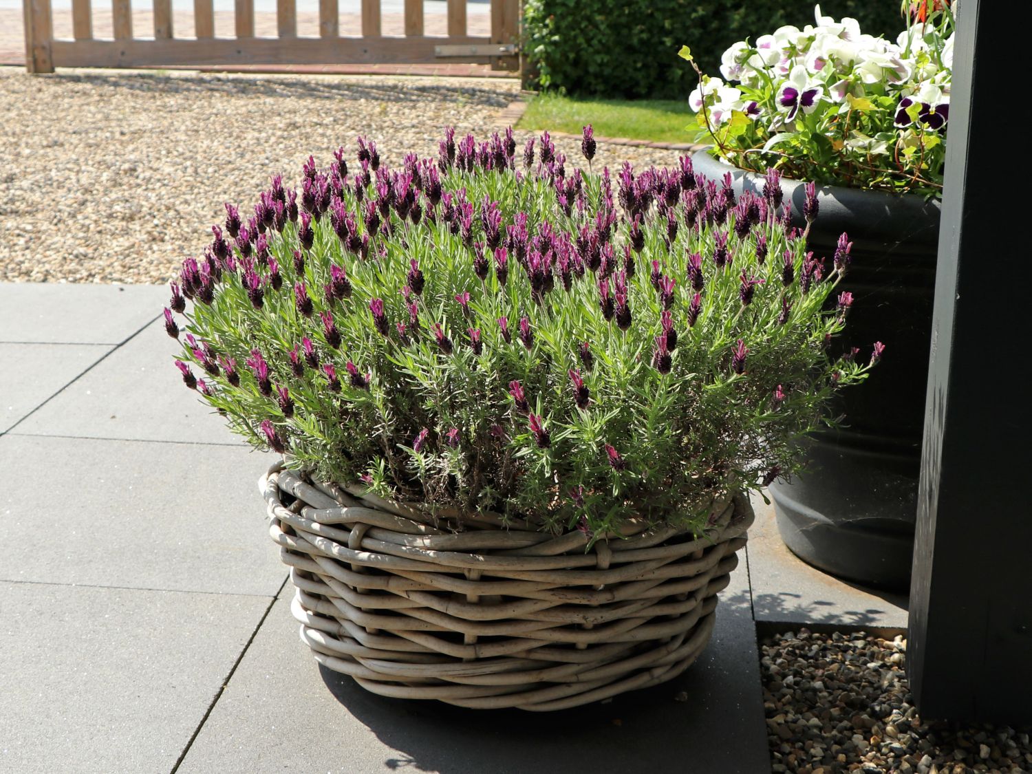 Schopf-Lavendel 'Anouk' / 'Dark Purple' - Lavandula stoechas 'Anouk' / 'Dark Purple'