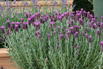 Schopf-Lavendel 'Anouk' / 'Dark Purple' - Lavandula stoechas 'Anouk' / 'Dark Purple'