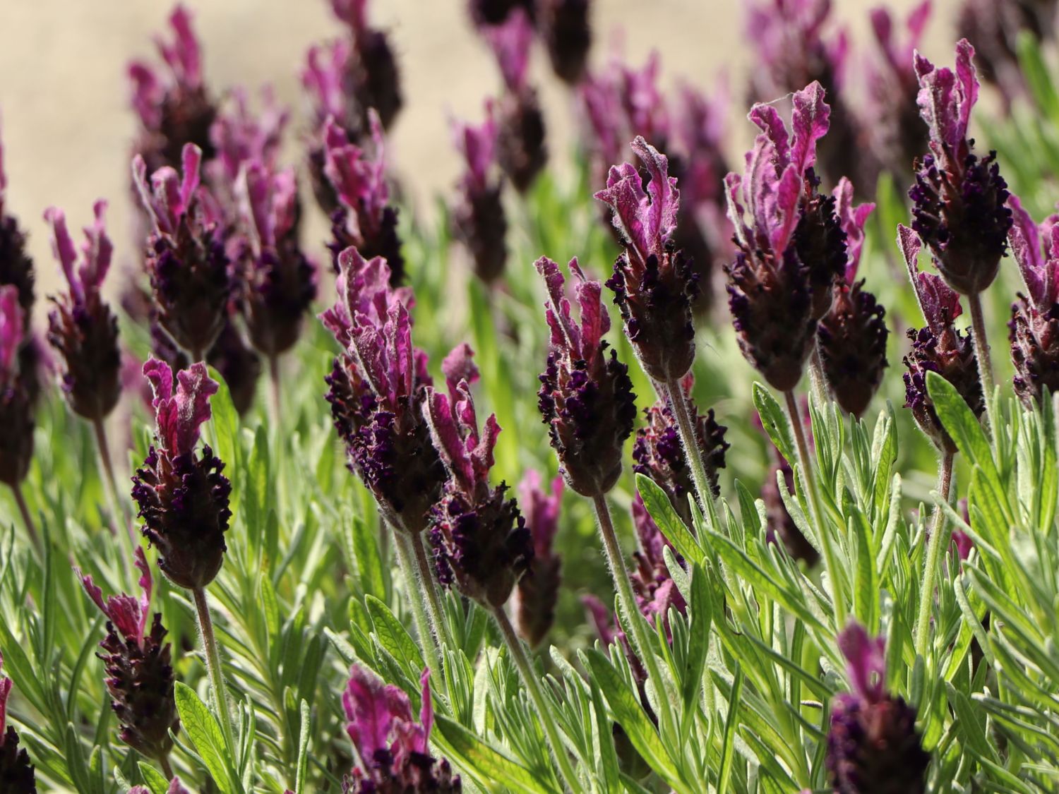 Schopf-Lavendel 'Anouk' / 'Dark Purple' - Lavandula stoechas 'Anouk' / 'Dark Purple'