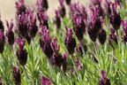 Schopf-Lavendel 'Anouk' / 'Dark Purple' - Lavandula stoechas 'Anouk' / 'Dark Purple'