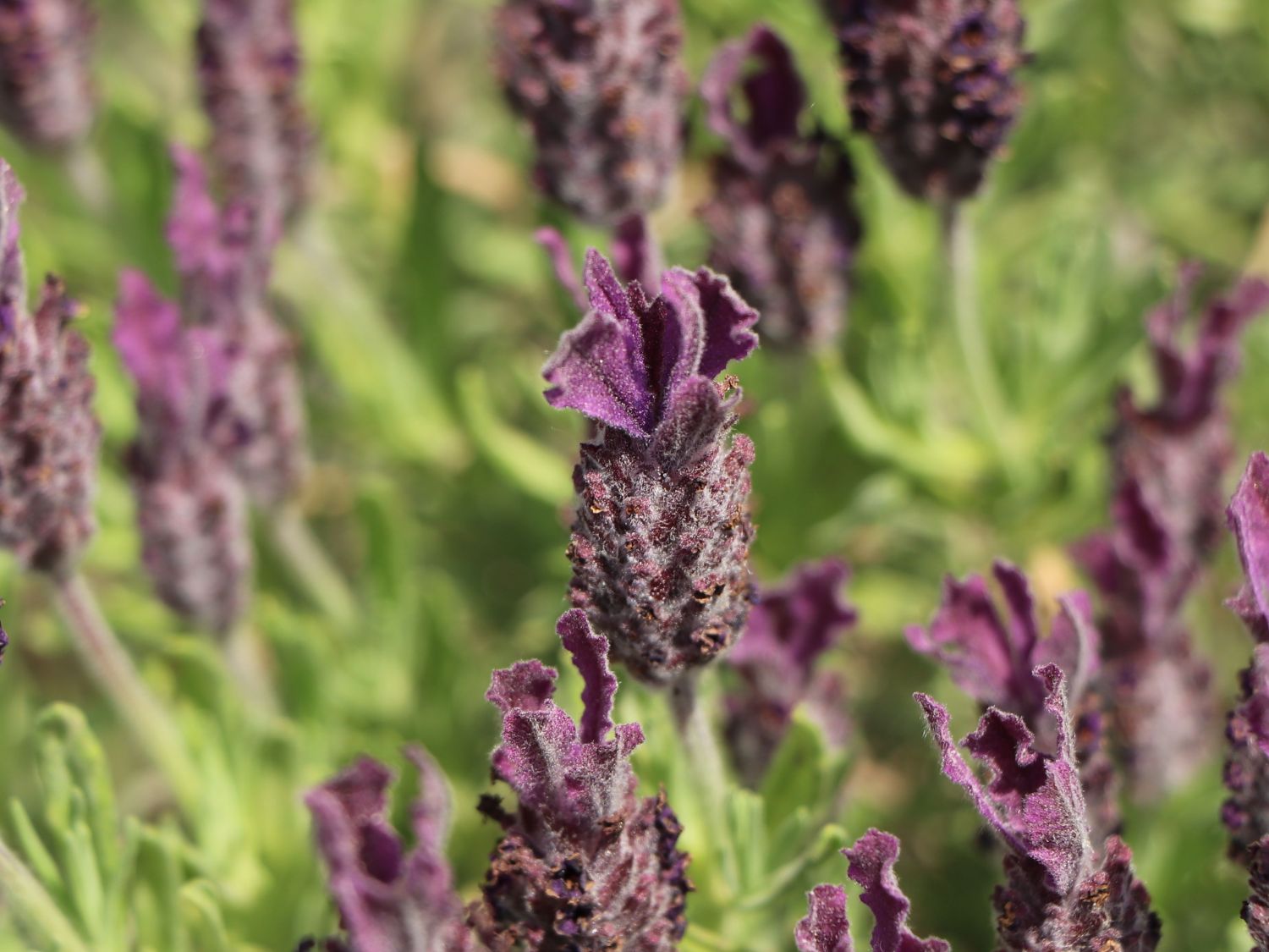 Schopf-Lavendel 'Anouk' / 'Dark Purple' - Lavandula stoechas 'Anouk' / 'Dark Purple'