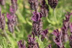Schopf-Lavendel 'Anouk' / 'Dark Purple' - Lavandula stoechas 'Anouk' / 'Dark Purple'