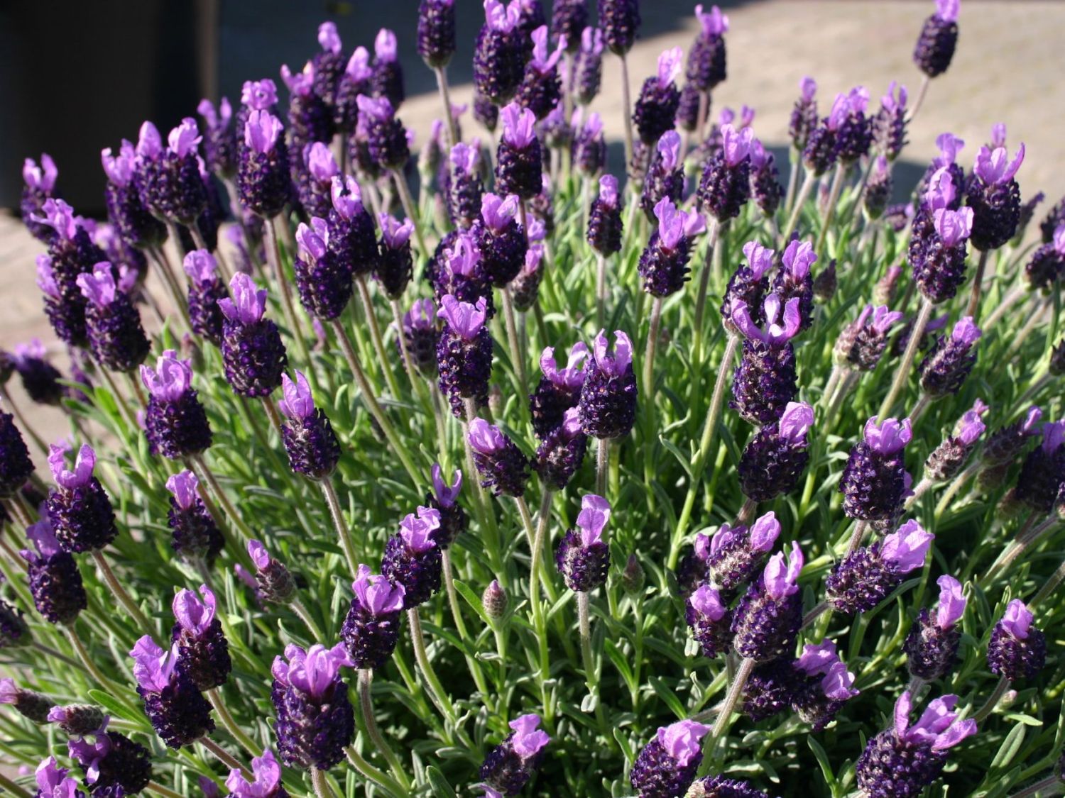Lavendel (Lavandula)