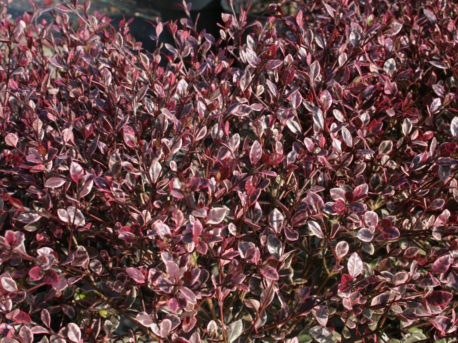 Schopfmyrthe 'Magic Dragon'