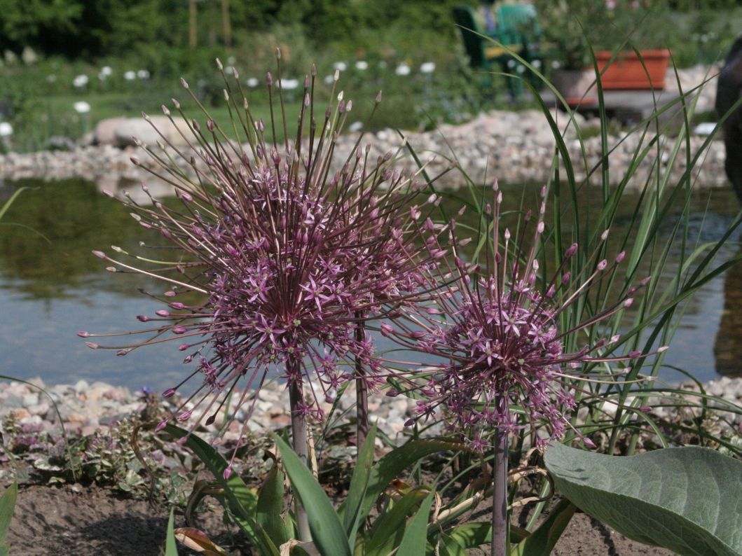 Schuberts Zier-Lauch - Allium schubertii