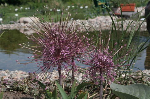 Schuberts Zier-Lauch - Allium schubertii