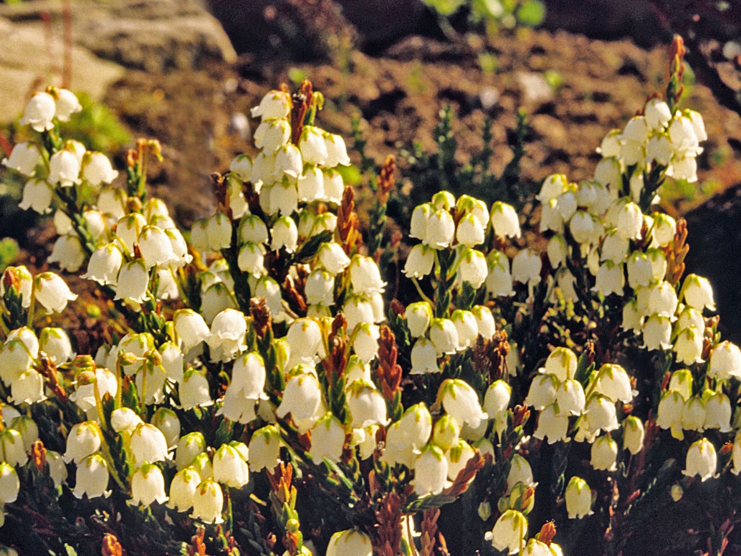 Schuppenheiden (Cassiope)