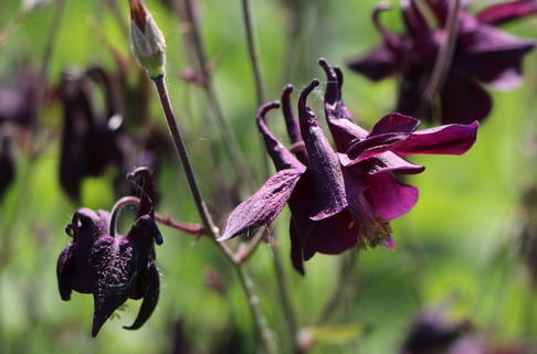Schwärzliche Akelei - Aquilegia atrata