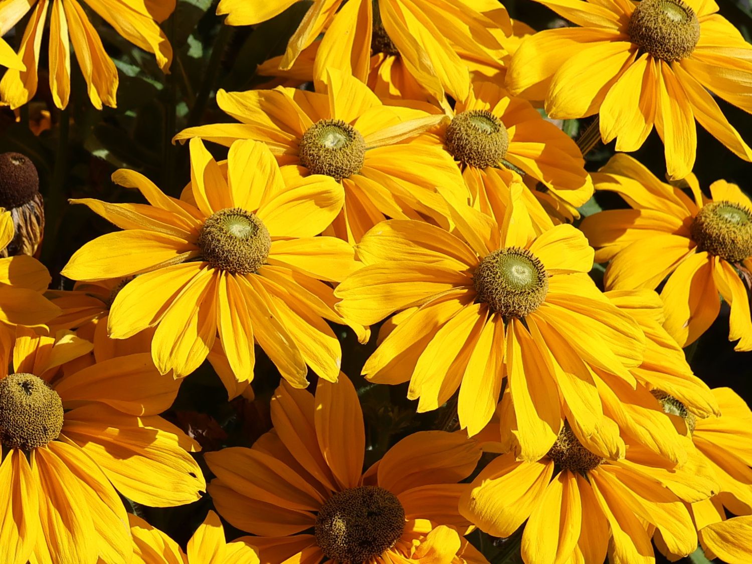 Schwarzäugige Rudbeckie Sunbeckia ® 'Ophelia'