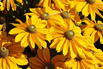 Schwarzäugige Rudbeckie Sunbeckia ® 'Ophelia' - Rudbeckia hirta Sunbeckia ® 'Ophelia'