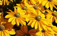 Schwarzäugige Rudbeckie Sunbeckia ® 'Ophelia'