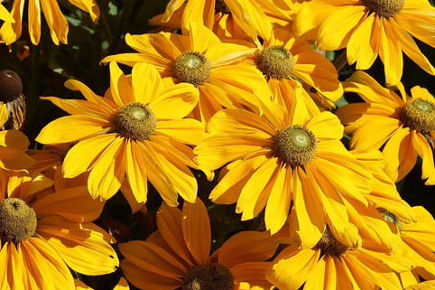 Schwarzäugige Rudbeckie Sunbeckia ® 'Ophelia' - Rudbeckia hirta Sunbeckia ® 'Ophelia'