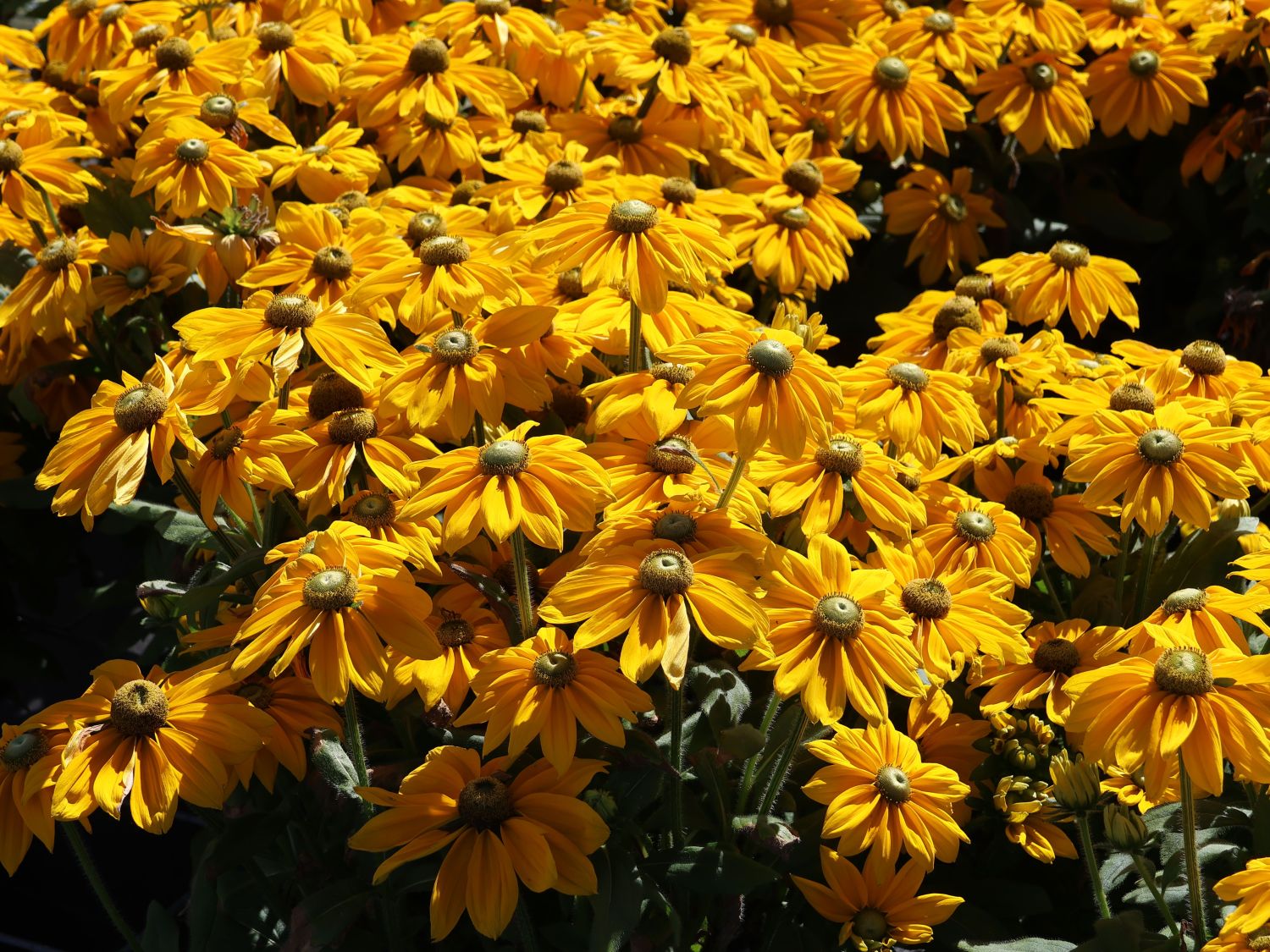 Schwarzäugige Rudbeckie Sunbeckia ® 'Ophelia' - Rudbeckia hirta Sunbeckia ® 'Ophelia'