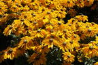 Schwarzäugige Rudbeckie Sunbeckia ® 'Ophelia' - Rudbeckia hirta Sunbeckia ® 'Ophelia'