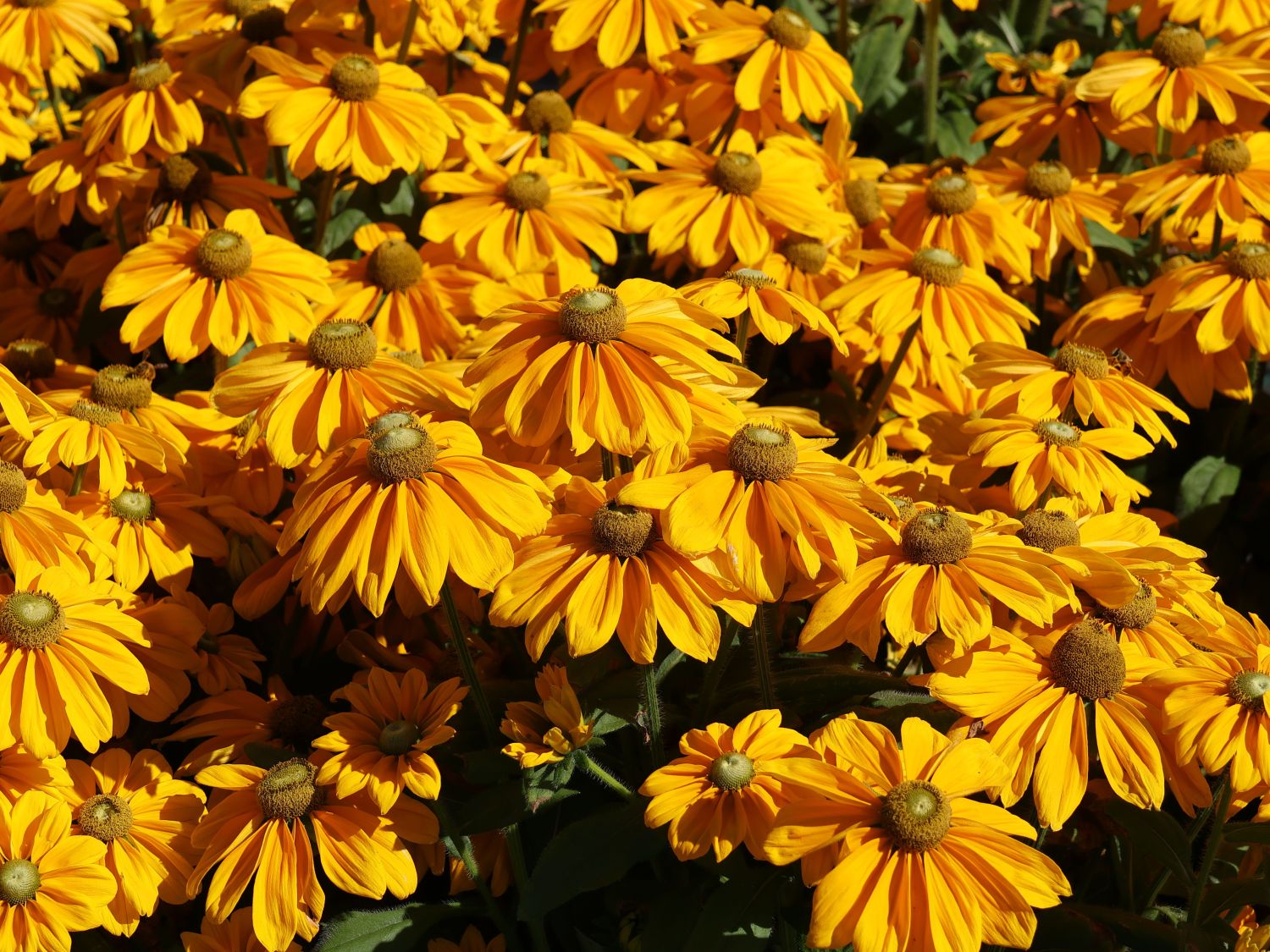 Schwarzäugige Rudbeckie Sunbeckia ® 'Ophelia' - Rudbeckia hirta Sunbeckia ® 'Ophelia'