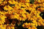 Schwarzäugige Rudbeckie Sunbeckia ® 'Ophelia' - Rudbeckia hirta Sunbeckia ® 'Ophelia'