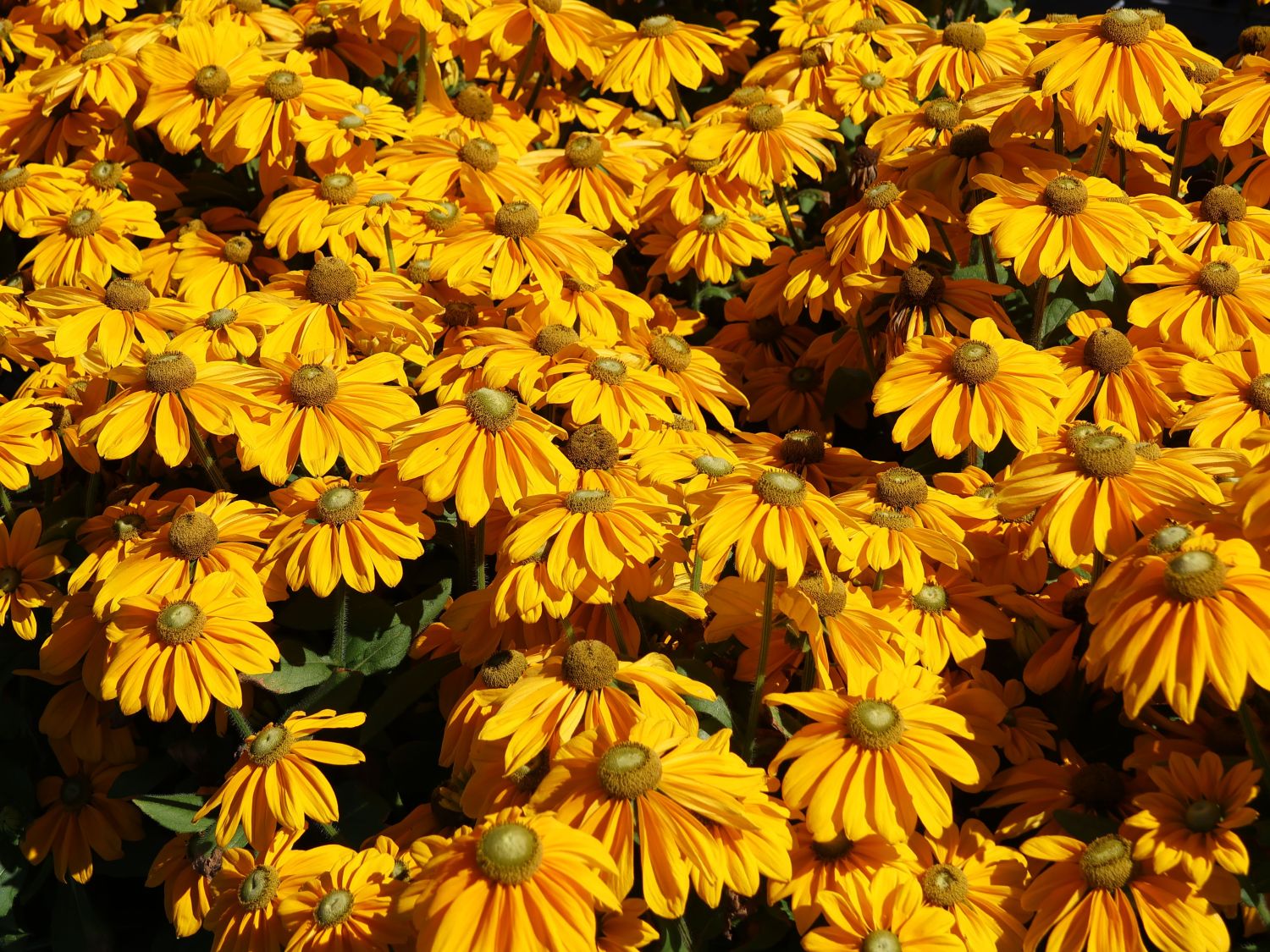 Schwarzäugige Rudbeckie Sunbeckia ® 'Ophelia' - Rudbeckia hirta Sunbeckia ® 'Ophelia'