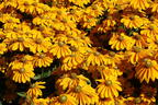 Schwarzäugige Rudbeckie Sunbeckia ® 'Ophelia' - Rudbeckia hirta Sunbeckia ® 'Ophelia'