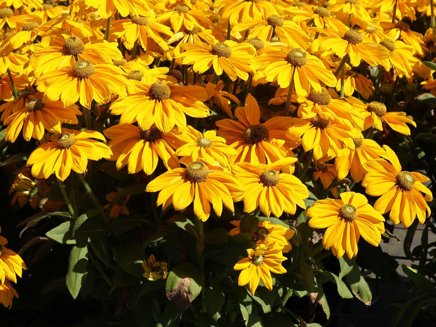 Schwarzäugige Rudbeckie Sunbeckia ® 'Ophelia' - Rudbeckia hirta Sunbeckia ® 'Ophelia'