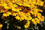 Schwarzäugige Rudbeckie Sunbeckia ® 'Ophelia' - Rudbeckia hirta Sunbeckia ® 'Ophelia'