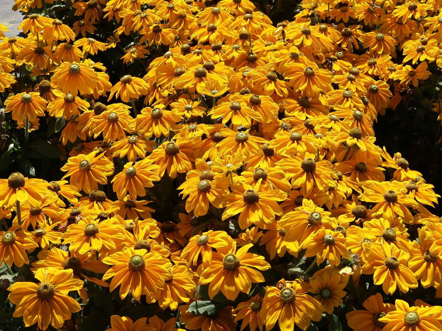 Schwarzäugige Rudbeckie Sunbeckia ® 'Ophelia' - Rudbeckia hirta Sunbeckia ® 'Ophelia'