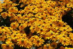 Schwarzäugige Rudbeckie Sunbeckia ® 'Ophelia' - Rudbeckia hirta Sunbeckia ® 'Ophelia'