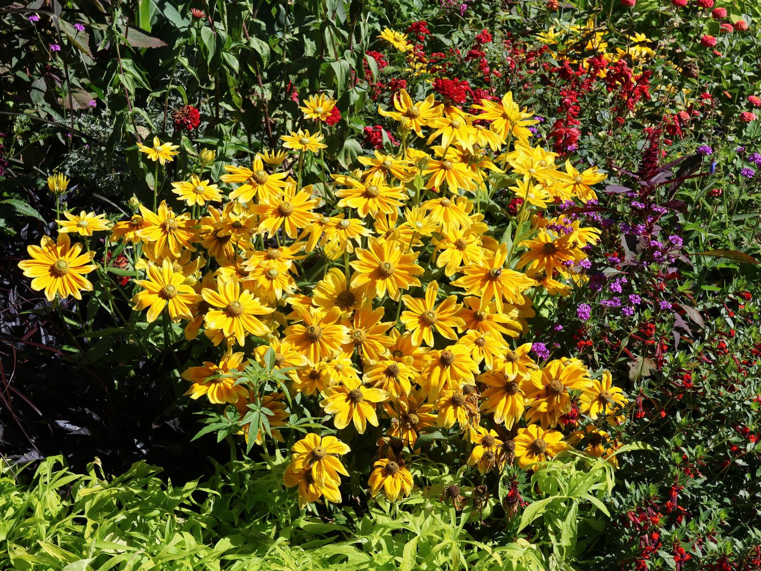 Schwarzäugige Rudbeckie Sunbeckia ® 'Ophelia' - Rudbeckia hirta Sunbeckia ® 'Ophelia'