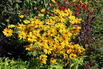 Schwarzäugige Rudbeckie Sunbeckia ® 'Ophelia' - Rudbeckia hirta Sunbeckia ® 'Ophelia'
