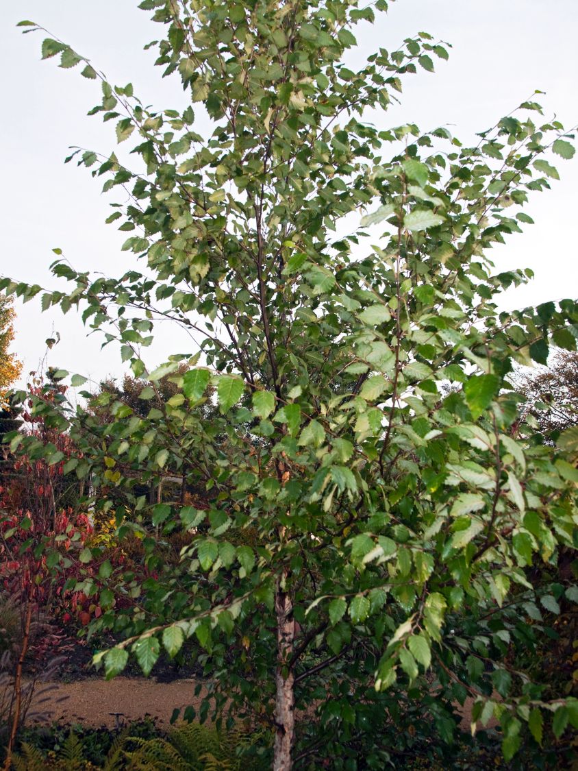 Schwarzbirke 'Heritage'