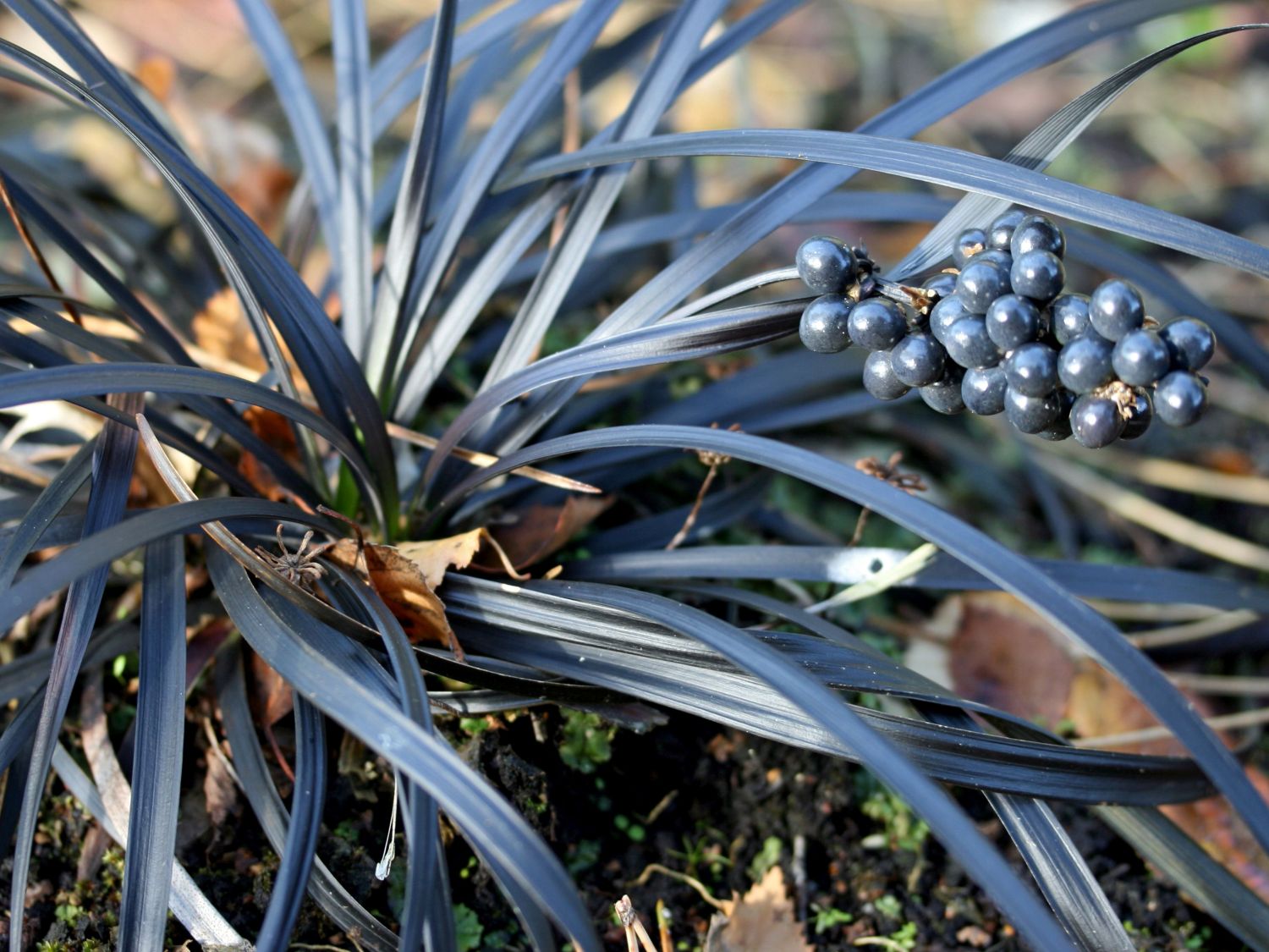 Schlangenbart (Ophiopogon)