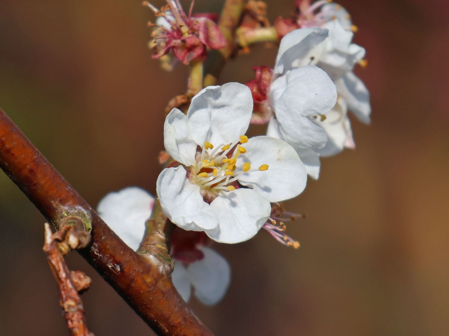 Schwarze Aprikose 'Biricoccolo' - Prunus dasycarpa 'Biricoccolo'