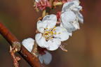 Schwarze Aprikose 'Biricoccolo' - Prunus dasycarpa 'Biricoccolo'