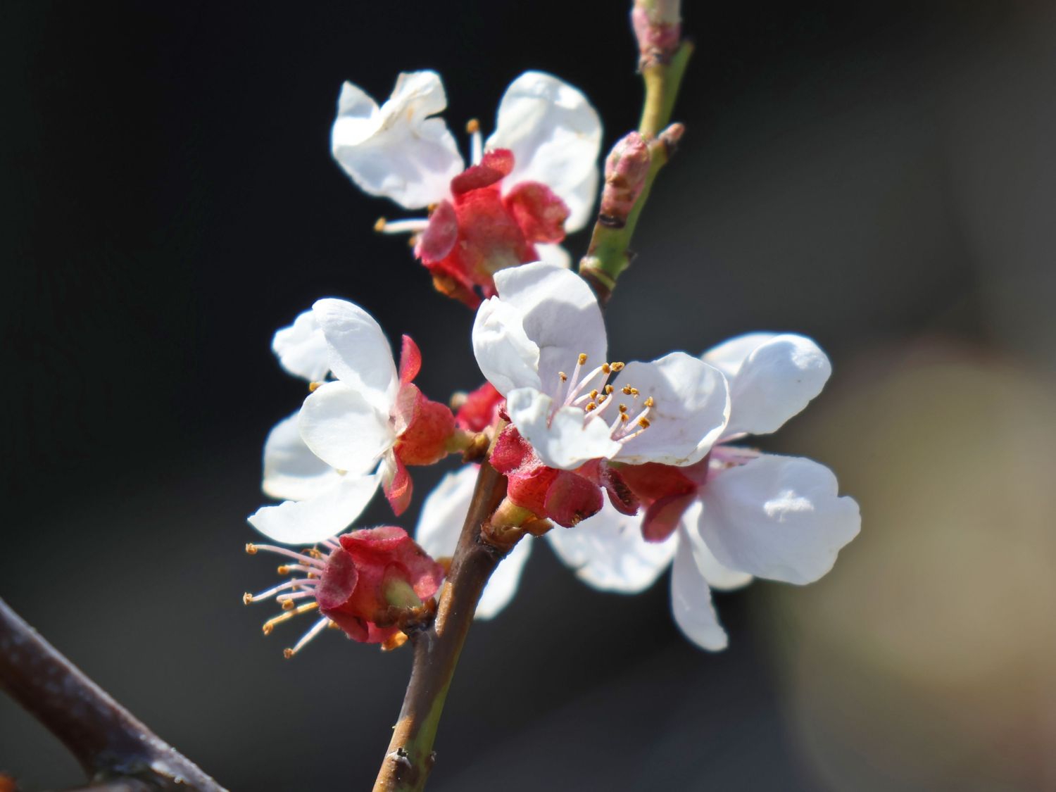 Schwarze Aprikose 'Biricoccolo' - Prunus dasycarpa 'Biricoccolo'