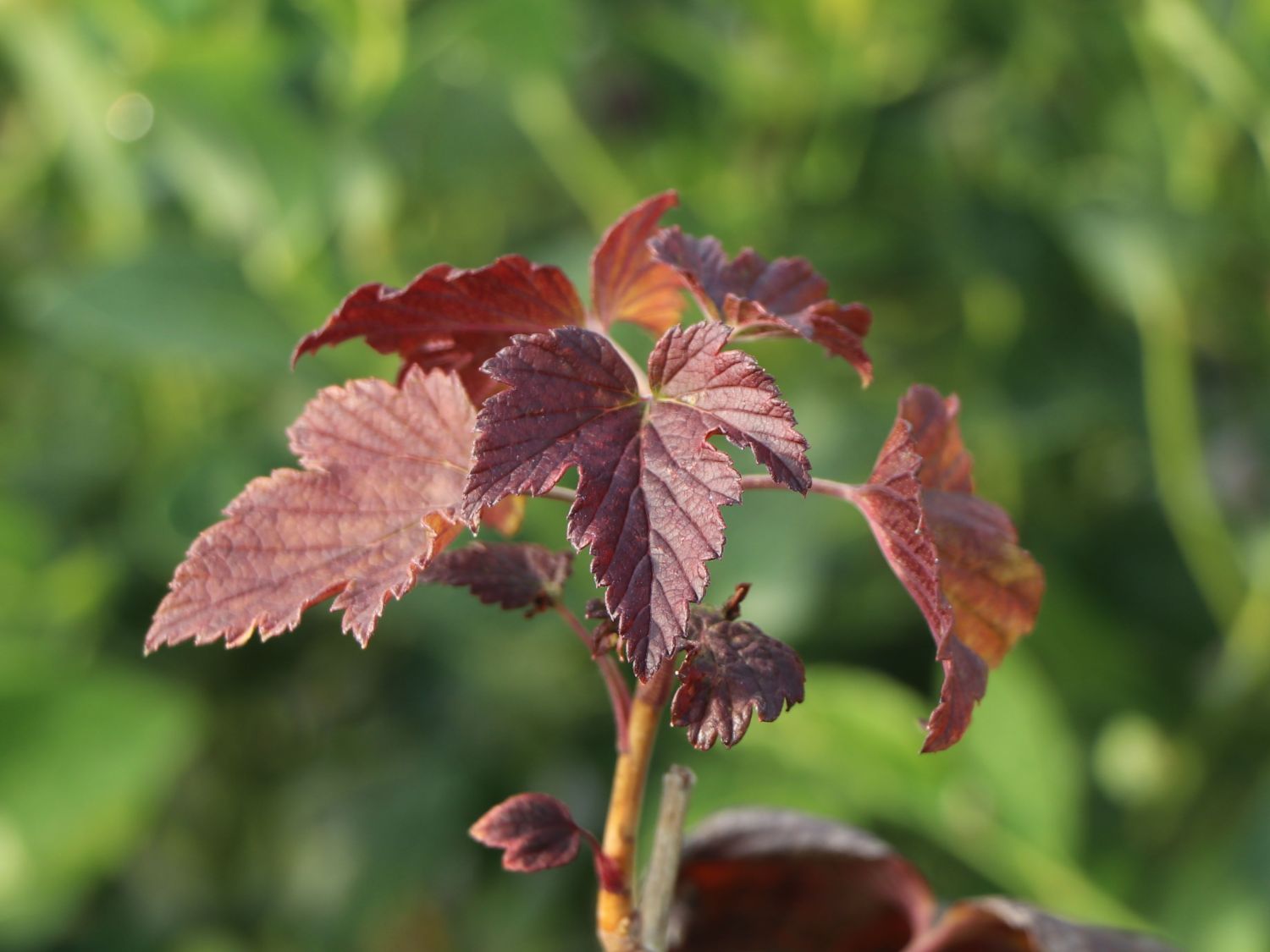 Schwarze Johannisbeere 'Black'n'Red' ® - Ribes nigrum 'Black'n'Red' ®