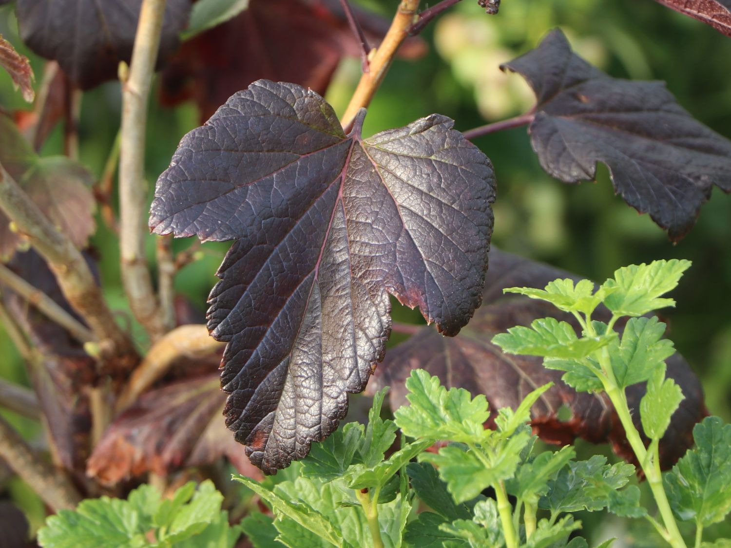Schwarze Johannisbeere 'Black'n'Red' ® - Ribes nigrum 'Black'n'Red' ®